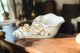 HÜLSE Exklusives Ornament aus Keramik im Barockstil mit Details aus 24 Karat Gold Made in Italy